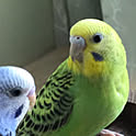 C.A