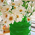 tanpopo