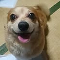 waf-choco