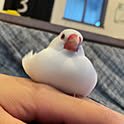 yukimidaifuku