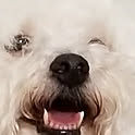 tako