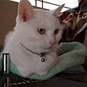 taru