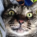 Tora