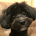chaco