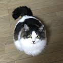 yasu