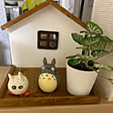 tomo