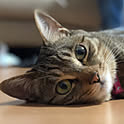 shima