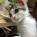 kaze