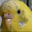 yospiro