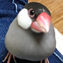 yomogi
