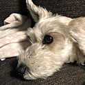 gigigi