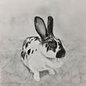 moomin7