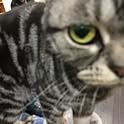 Nao