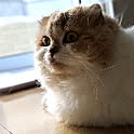 piku