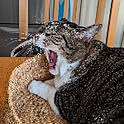 nezumikan