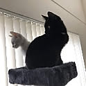 jijico