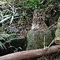 mitsumitsu