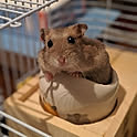 rie