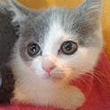 kirara