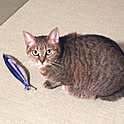 kon