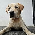 buddy