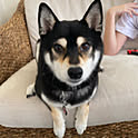 kazumi