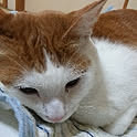 miho