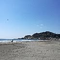 gray__pine