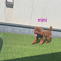mimi