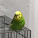mrk