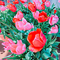 akiko_8944