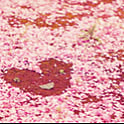azuki