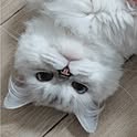 momoko