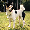 mogu