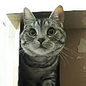 beechan