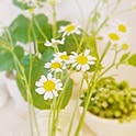 pineipopo