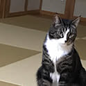 miyuki