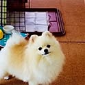 Akiko