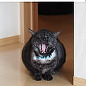 notail