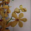 akikovsky