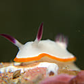 minomushi