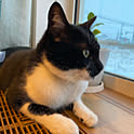 yukiemon