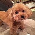 shinjiro