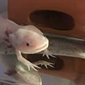 Keiko