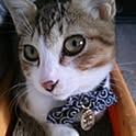 Youko