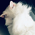remo