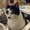 TOKI