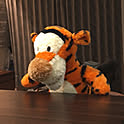 tiger