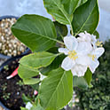 mana