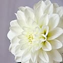Dahlia